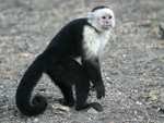 White-headed Capuchin    