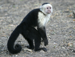 White-headed Capuchin    Cebus capucinus