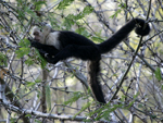 White-headed Capuchin    Cebus capucinus