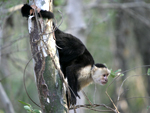 White-headed Capuchin    Cebus capucinus