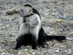 White-headed Capuchin    Cebus capucinus