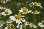 Blue Chamomile    Chamomilla recutita