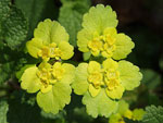 Alternate-leaved Golden Saxifrage   Chrysosplenium alternifolium