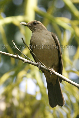      Turdus grayi