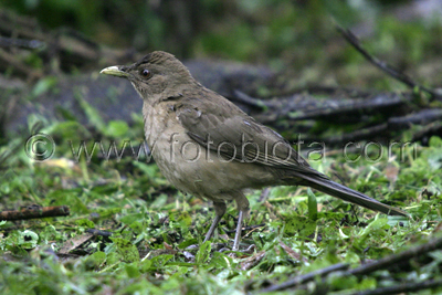      Turdus grayi