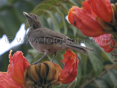      Turdus grayi