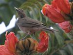 Clay-coloured Thrush    