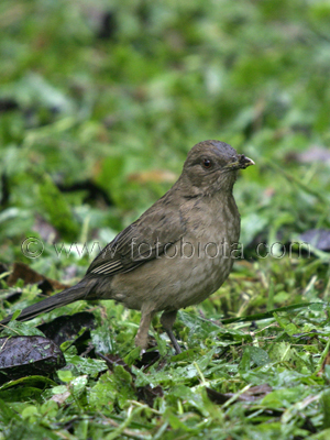      Turdus grayi