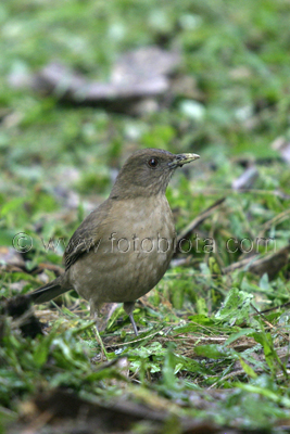      Turdus grayi