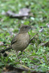 Clay-coloured Thrush    Turdus grayi