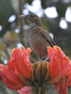      Turdus grayi