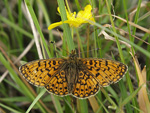 Pearl-bordered Fritillary    28.Clossiana euphrosyne 