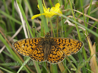 Clossiana euphrosyne    Clossiana euphrosyne 