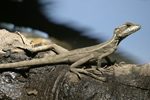      Basiliscus basiliscus 