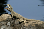      Basiliscus basiliscus 