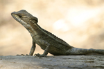      Basiliscus basiliscus 