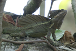      Basiliscus basiliscus 