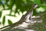      Basiliscus basiliscus 