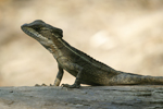      Basiliscus basiliscus 