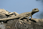      Basiliscus basiliscus 