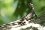      Basiliscus basiliscus 