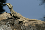      Basiliscus basiliscus 