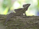      Basiliscus basiliscus 