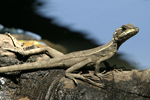 Common Basilisk    Basiliscus basiliscus 