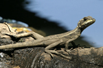      Basiliscus basiliscus 