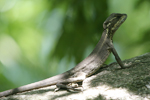      Basiliscus basiliscus 