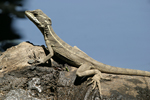 Common Basilisk    Basiliscus basiliscus 