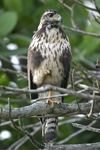 Common Black-Hawk    Buteogallus anthracinus