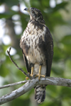 Common Black-Hawk    