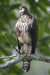 Common Black-Hawk    