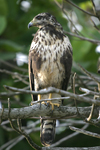 Common Black-Hawk    