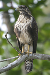 Common Black-Hawk    Buteogallus anthracinus