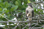 Common Black-Hawk    Buteogallus anthracinus