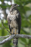 Common Black-Hawk    Buteogallus anthracinus