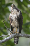 Common Black-Hawk    Buteogallus anthracinus