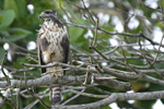 Common Black-Hawk    Buteogallus anthracinus