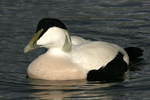 Common Eider    