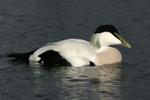 Common Eider    Somateria mollissima