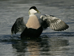 Common Eider    Somateria mollissima