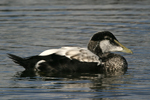 Common Eider    Somateria mollissima