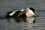 Common Eider    Somateria mollissima