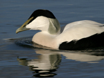 Common Eider    Somateria mollissima