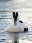 Common Eider    Somateria mollissima