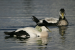 Common Eider    Somateria mollissima