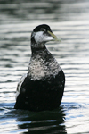 Common Eider    Somateria mollissima