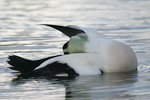 Common Eider    Somateria mollissima